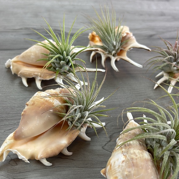 🔆AIR PLANT BUDDY🔆 WITH REAL SEA SHELL HAND MADE AND UNIQUE - Picture 14 of 16